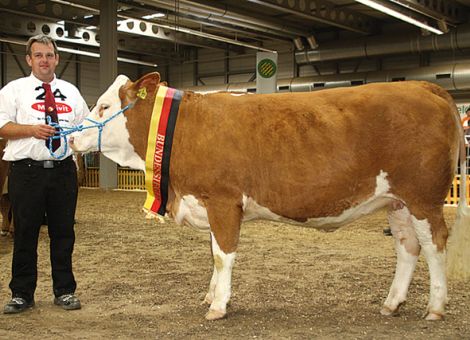 Miss Simmental kommt aus Vogelsberger Zucht
