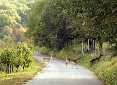 Vorsicht Wildwechsel