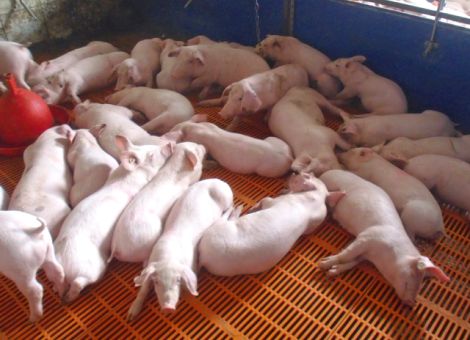 Influenza H1N2 verbreitet sich in Schweinebeständen