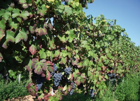 Niedrigste Weinernte in Hessen seit 15 Jahren