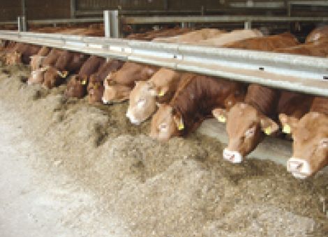 Hohe Arbeitsproduktivität in der Rindermast erzielen