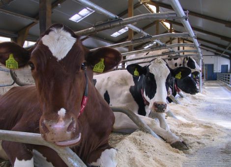 Trends beim Bau von Milchviehställen