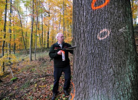 Verschnaufpause für den Wald