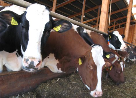 Vorschläge zur Stärkung der Milchbauern präsentiert