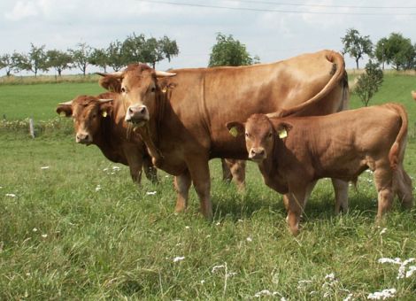 Gefährdete Nutztierrasse 2011: das Limpurger Rind