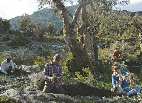 Oliven ernten in der Serra de Tramuntana