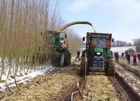 Energieholz aus Kurzumtriebsplantagen