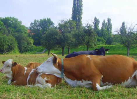 Charta Landwirtschaft und Verbraucher