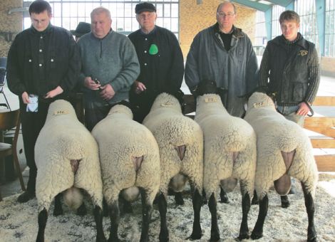 Gelungene Elite-Auktion für Schafböcke in Limburg