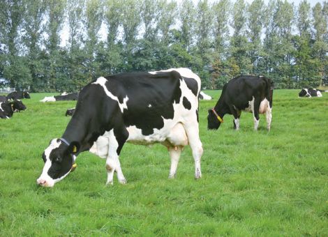 Preise auf unverändert niedrigem Niveau