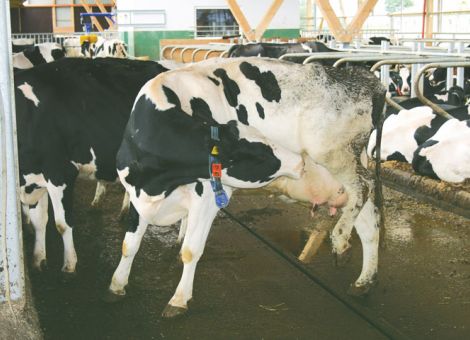 Kuhsignale – wie Kühe mit uns kommunizieren