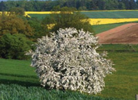Die Welt der Bienen