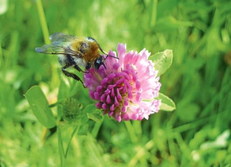 Powerpflanzen unter den Wildkräutern