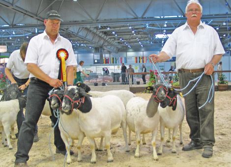 Hessens Schäfer in Sachsen