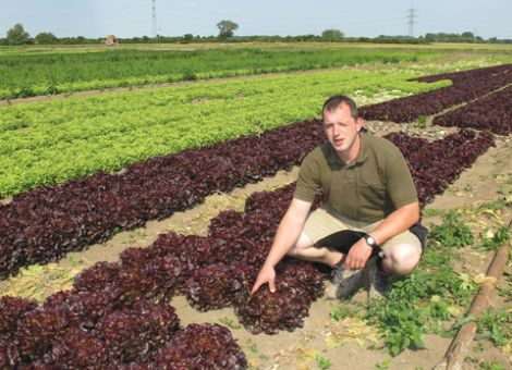 EHEC-Krise: Brüssel will Gemüsebauern helfen