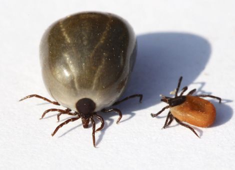 Zeckenstich – was ist zu tun?