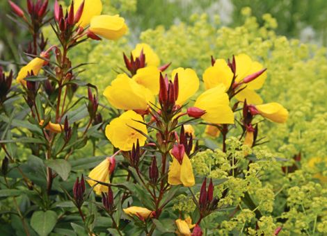 Gelb – die Farbe der Sonne