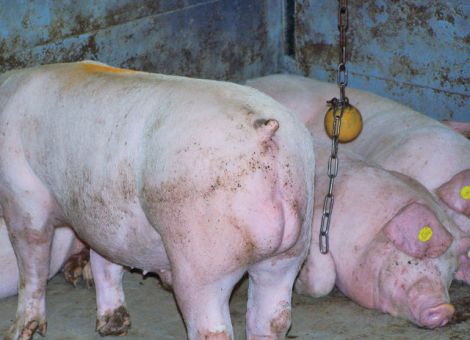 Masteber: hohe Ansprüche an die Proteinversorgung