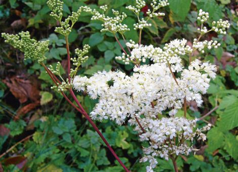 Die Wiesenkönigin im Garten empfangen