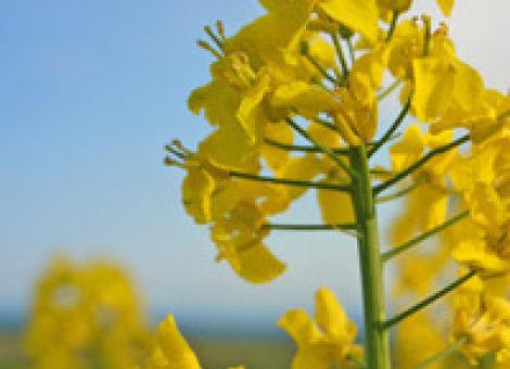 Teilerstattung bei Agrardieselsteuer genehmigt
