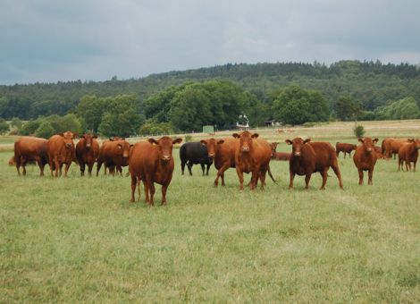 Rote Angus-Herde aufgebaut