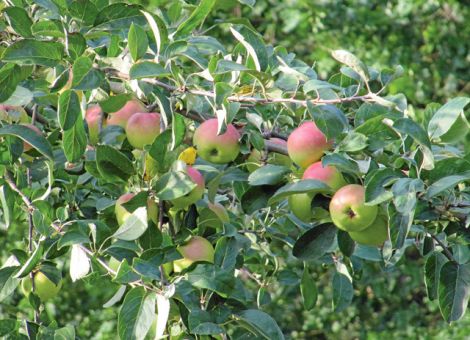 Gesunde Äpfel ernten