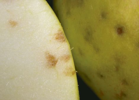 Stippigkeit beim Apfel ist keine Krankheit
