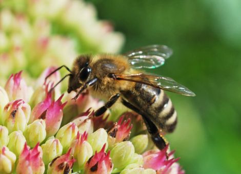 EuGH: Honig mit GVO-Spuren bedarf einer Zulassung