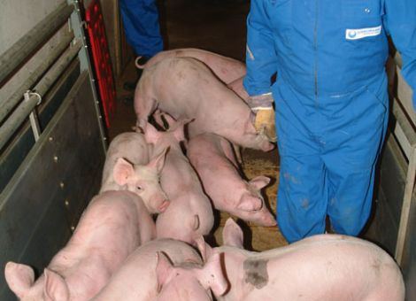 Tierhaltung in Deutschland ist „eine Erfolgsstory“