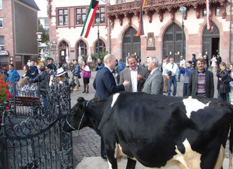Mit der Kuh zum Römerberg