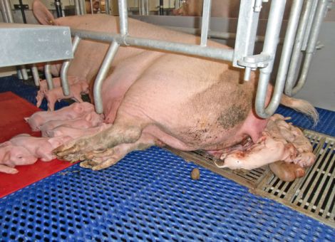 Fruchtbarkeitsprobleme: an Leptospirose denken