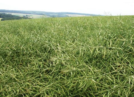 Raps im Herbst optimal versorgen