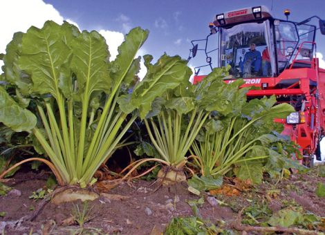 Zuckerquoten sollen früher fallen