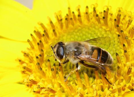 Keine Bedenken gegen MON810-Pollen in Honig