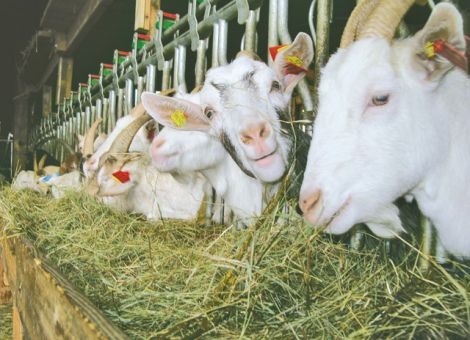 Tierseuchenkasse 2011 und 2012 gut aufgestellt