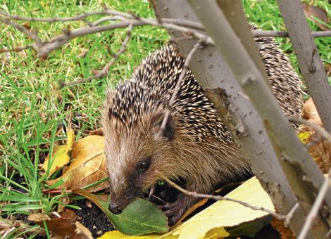 Schlaf gut, Igel!