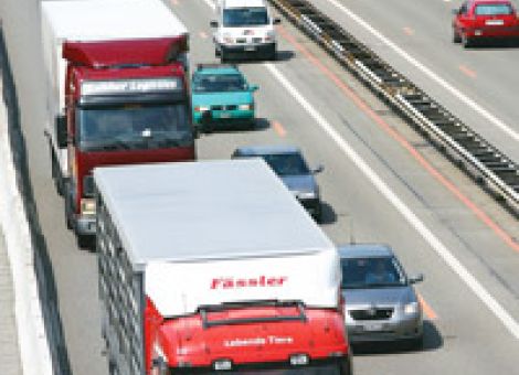 Brüssel will bei Tiertransporten handeln