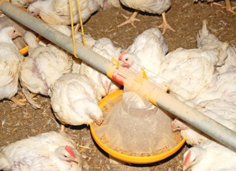 Antibiotikaeinsatz in der Hähnchenmast verschärft