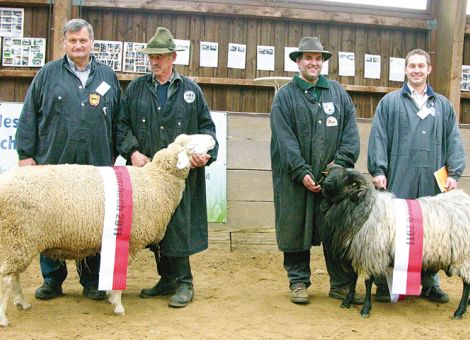 Landesschafschau 2011