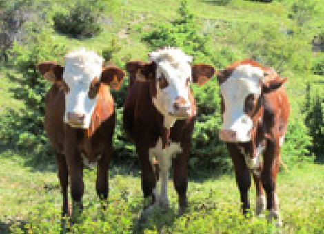 HBV fordert Unterstüzung für BHV1-freie Betriebe