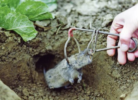 Wühlmausfang mit der Bayerischen Drahtfalle
