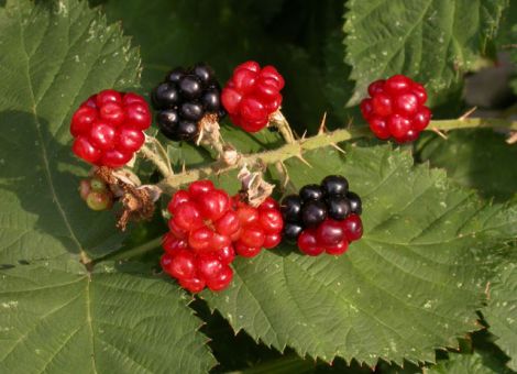 Schäden an Brombeeren