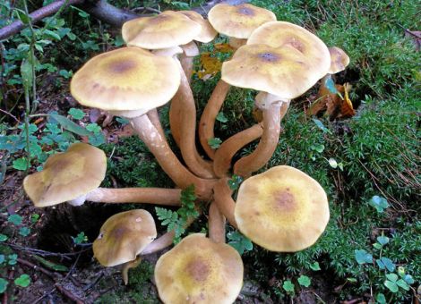 Hallimasch – ein Pilz mit vielen Gesichtern