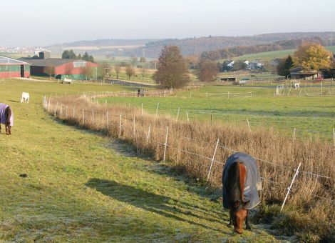 Pferde richtig versichern