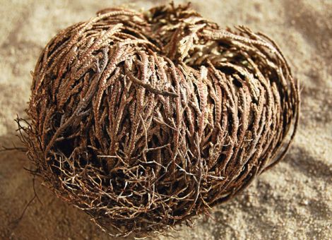 Die Rose von Jericho