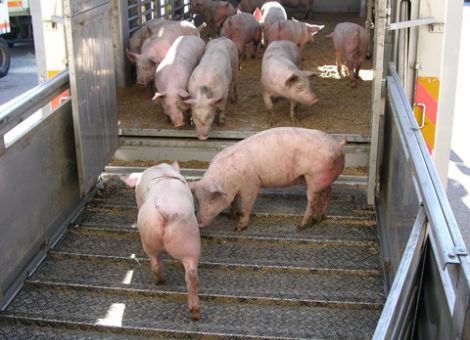 Leicht höhere Preise für Ferkel zu erwarten