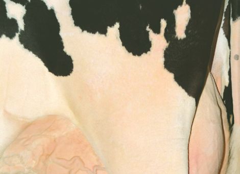 Mehr Kühe in der Milchleistungsprüfung