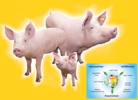 Wirkstoffkombination für die Schweinefütterung