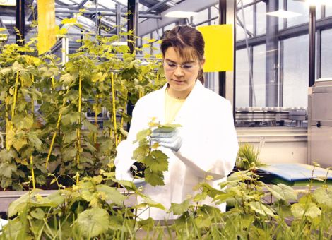 BASF verlagert Zentrale für Pflanzenzucht in die USA