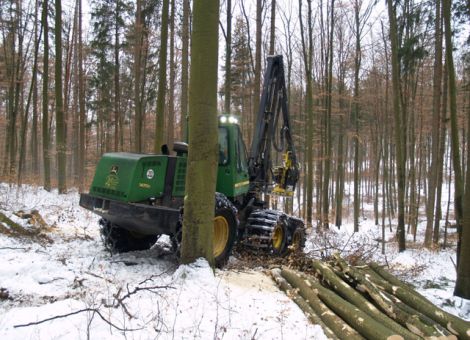 Laubholz und Harvester – passt das zusammen?